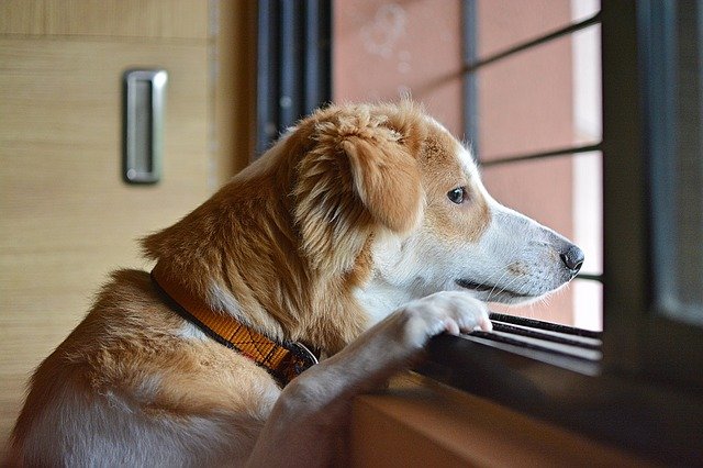 悲しそうに窓の外を見る犬