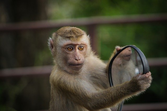 鏡を見る猿