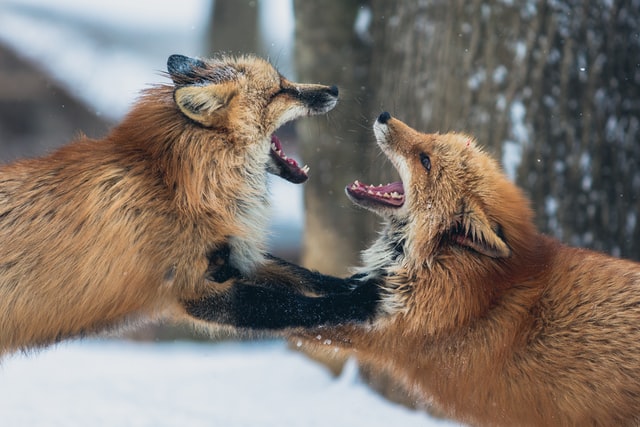 喧嘩する狐