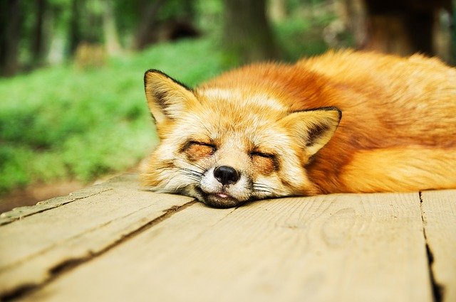 寝ている狐