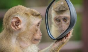 鏡を見ている猿